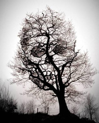 Skull Tree.jpg